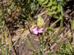 Colias myrmidone