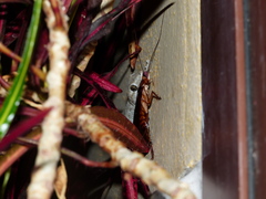 Tarentola delalandii