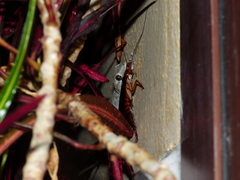 Tarentola delalandii