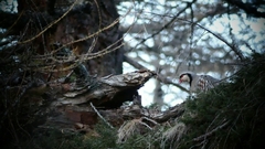 Alectoris graeca saxatilis