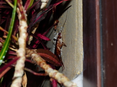 Tarentola delalandii