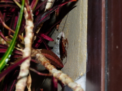 Tarentola delalandii