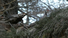 Alectoris graeca saxatilis