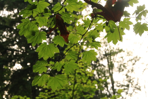 Vine Maple