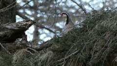 Alectoris graeca saxatilis