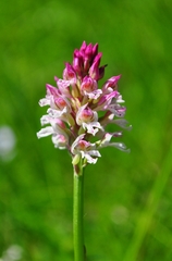 Neotinea ustulata ustulata