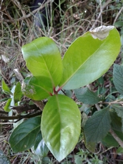 Maytenus laxiflora
