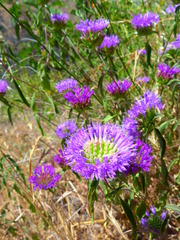 Monardella breweri lanceolata