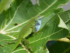 Anolis callainus