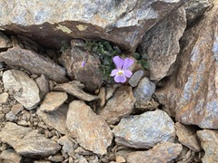 Viola crassiuscula