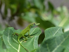 Anolis callainus