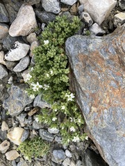 Arenaria armerina