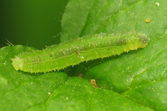 Cylindrotoma distinctissima