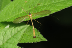 Cylindrotoma distinctissima