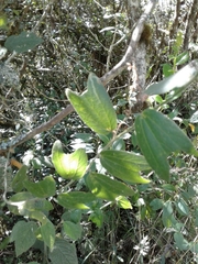 Passiflora bogotensis
