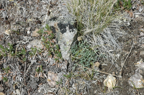 Image of Podistera yukonensis by (c) Syd Cannings, some rights reserved (CC BY)