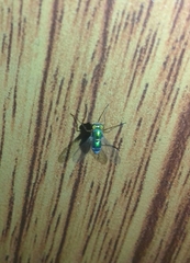 Sciapodinae