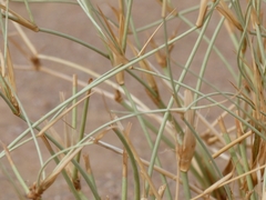 Panicum turgidum