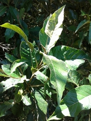 Critoniopsis bogotana