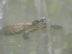 Trachemys hartwegi