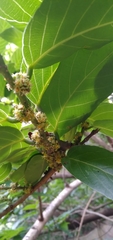 Bridelia micrantha
