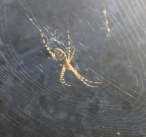 Režnjasti srebrenik (Argiope lobata)