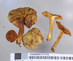 Cortinarius subgemmeus