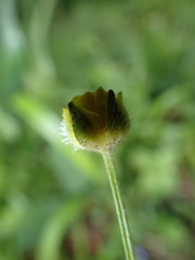 Ranunculus tuberosus