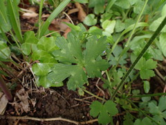 Ranunculus tuberosus