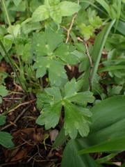 Ranunculus tuberosus