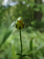 Ranunculus tuberosus