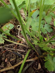 Ranunculus tuberosus