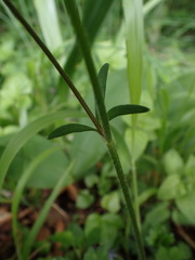 Ranunculus tuberosus