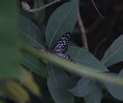 Papilio clytia