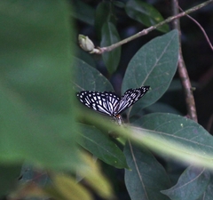 Papilio clytia