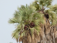 Hyphaene thebaica