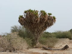 Hyphaene thebaica