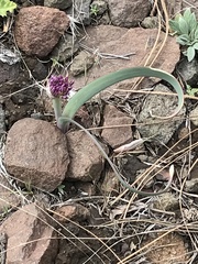 Allium platycaule