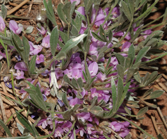 Astragalus tridactylicus