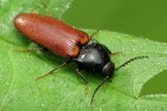 Ampedus cinnaberinus