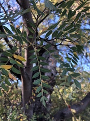 Schinopsis lorentzii