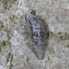 Macrogastra plicatula