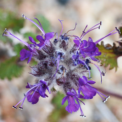 Dracocephalum stamineum