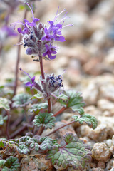 Dracocephalum stamineum