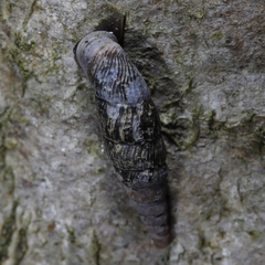 Macrogastra plicatula