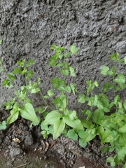 Veronica cardiocarpa