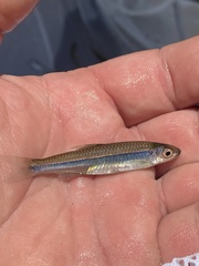 Notropis stilbius