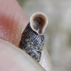 Macrogastra plicatula