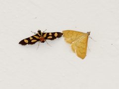 Loxomorpha flavidissimalis