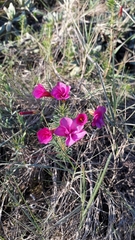 Oxalis pardales